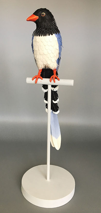 Red Billed Blue Magpie