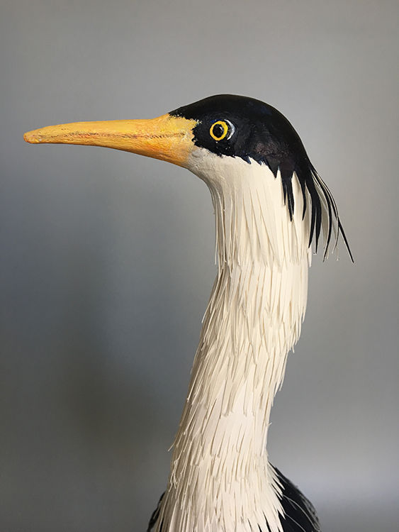 Pied Heron