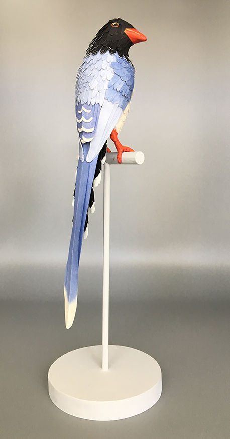 Red Billed Blue Magpie