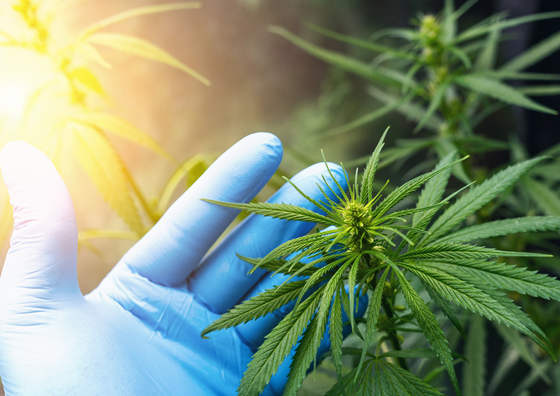 Cannabis & Hemp