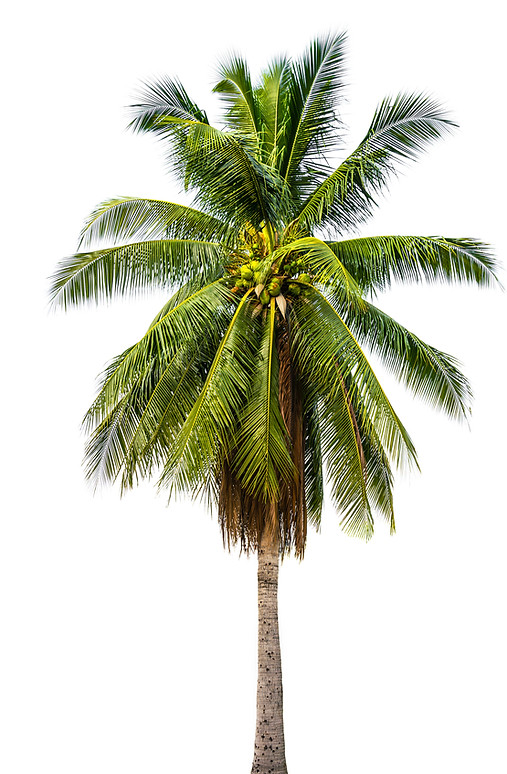 Isoliert Palme