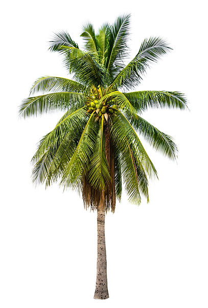 Palm Tree