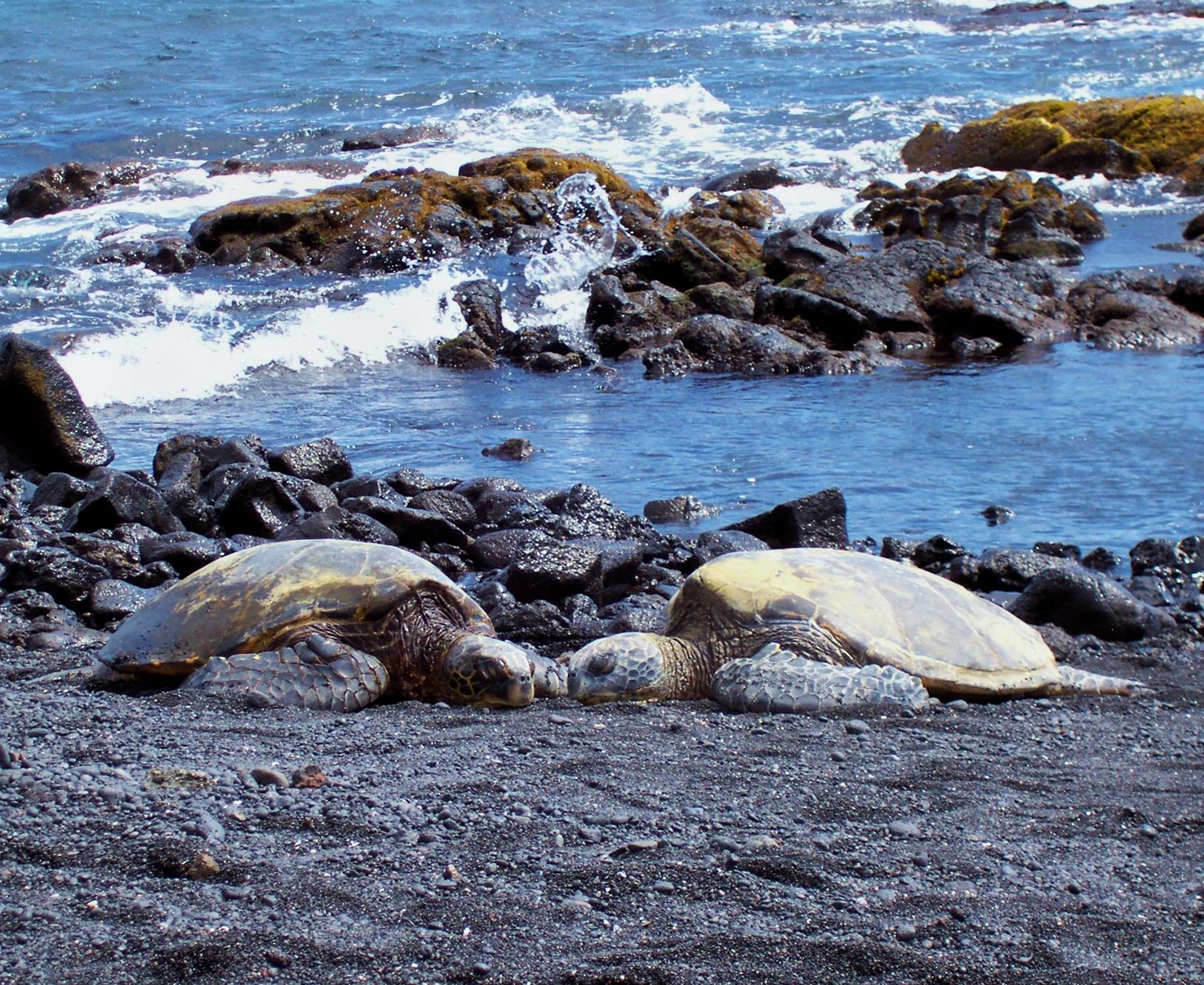 Sea Turtles at Punalu'u