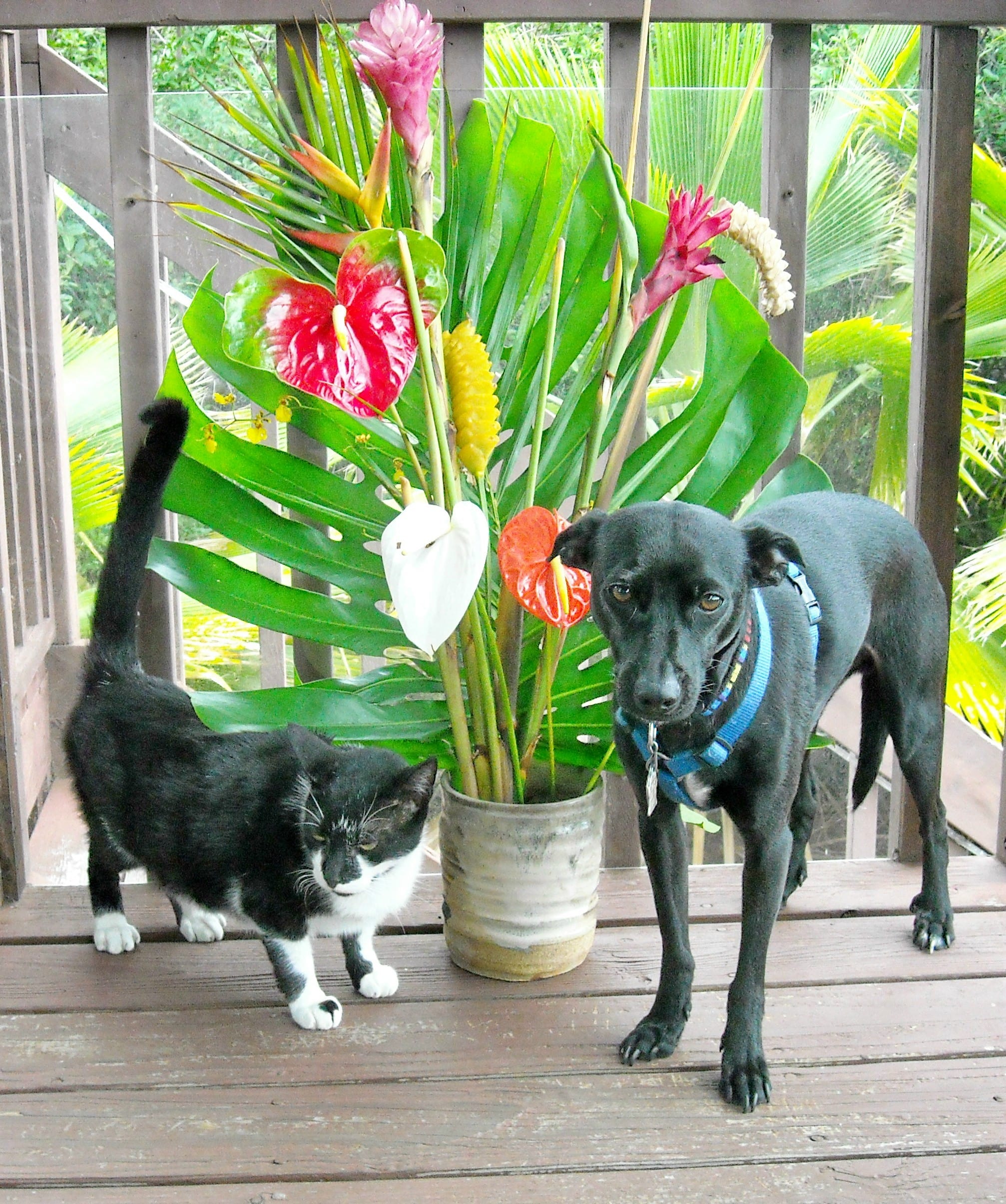 Kinsey and Ziggy