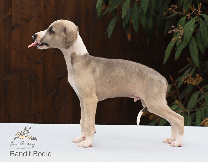 Bandit Bodie - 8 weeks old