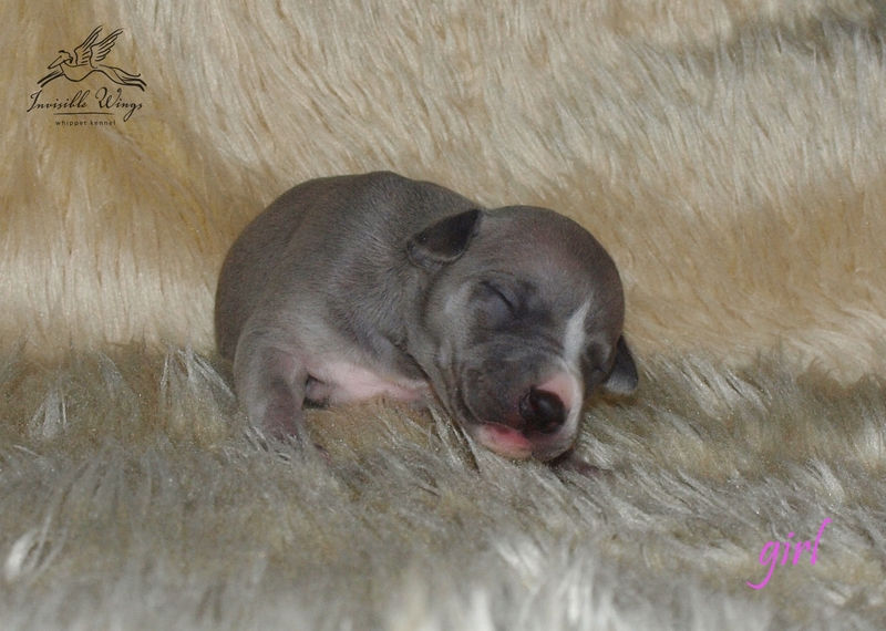 Bubble Belle - 12 days old