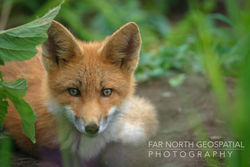 Red Fox in Grass