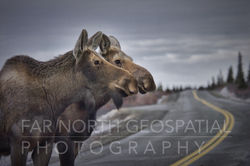 Two Moose on Denali Park Road