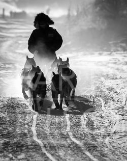 Dog Mushing Team in Black and White