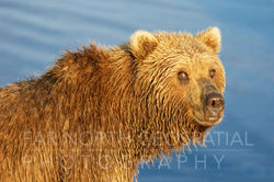 McNeil River Brown Bear in Profile
