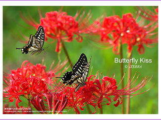 撮れたて通信9月号