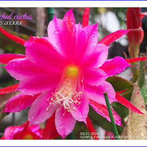 撮れたて通信5月 特別号