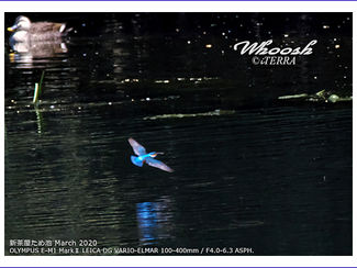 撮れたて通信4月号