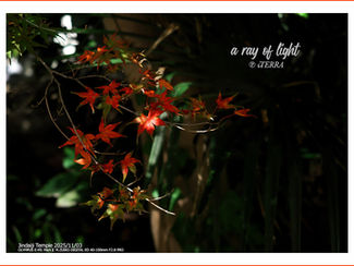 2025 撮れたて通信11月号 その4