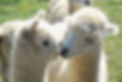 White coloured mother and baby alpaca touching noses.