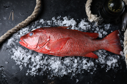 Red Snapper