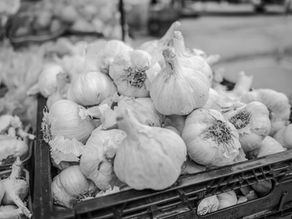 Taşköprü sarımsağı satın alma pazar organik