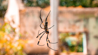 Crawl Budget Optimization: Crawl Efficiency for Large-Scale Sites
