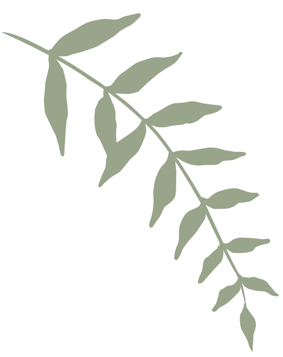 botanical 2_4x_edited_edited.png