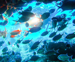 excursion - diving (6).jpg