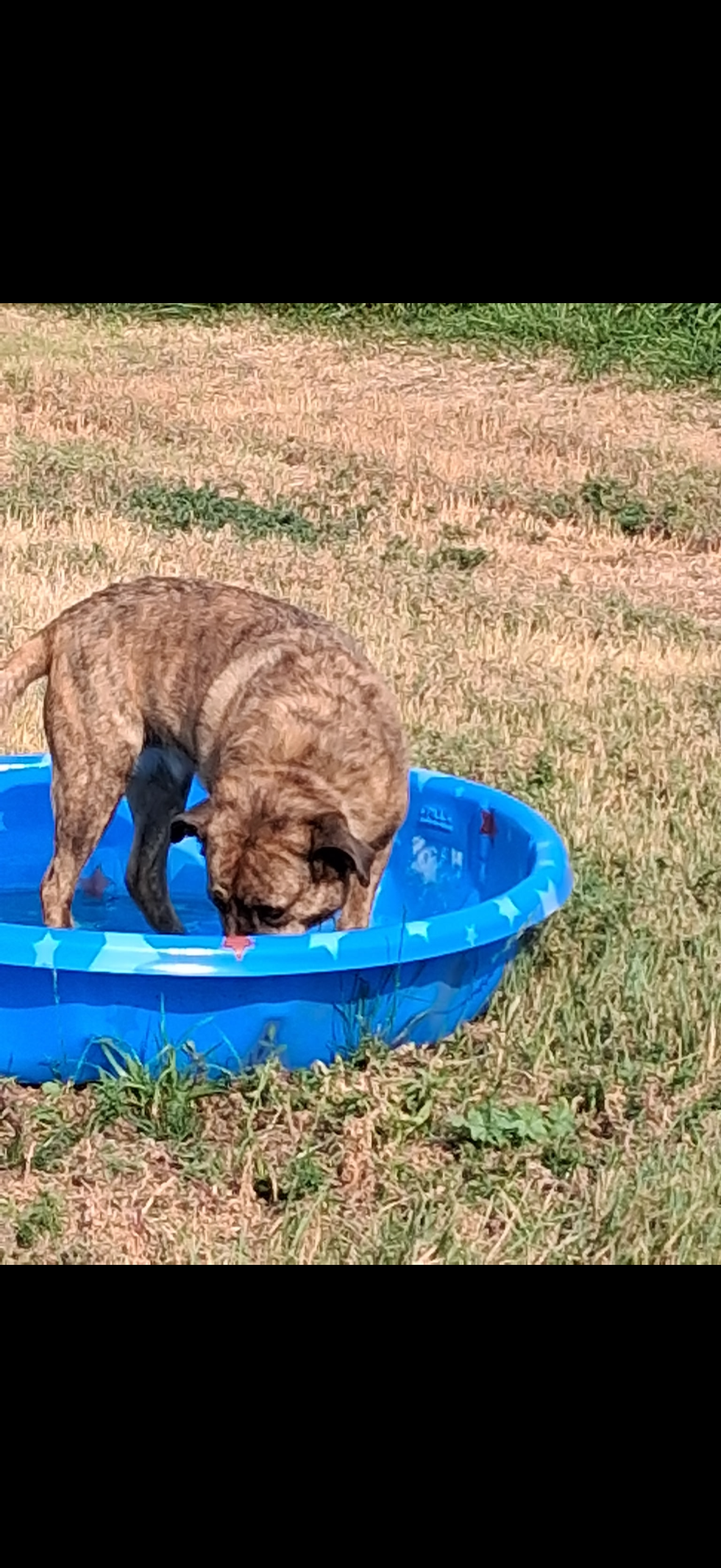 bulldog splashing in a kiddie pool in the outdoor yard at John Henry’s Country Boarding in Gillette, Wyoming
