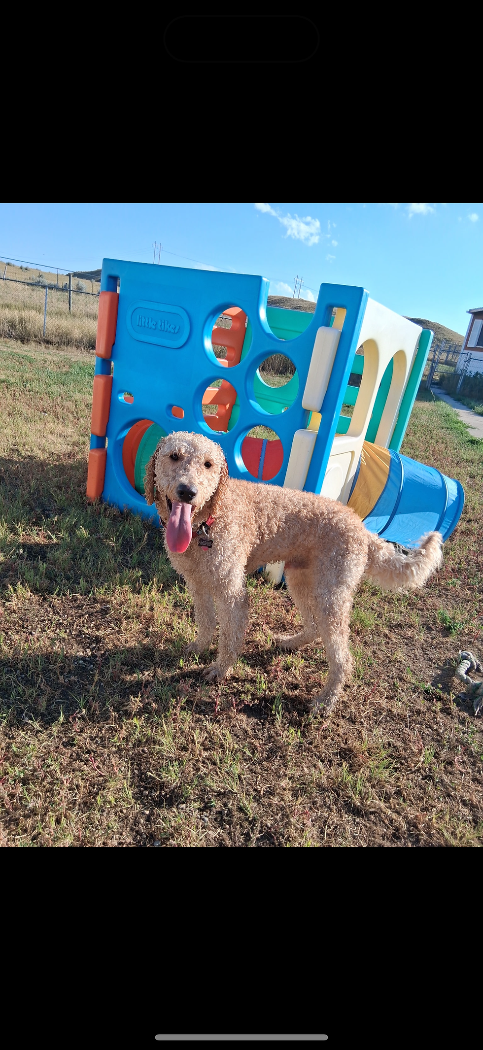 Happy Goldendoodle playing outside at John Henry’s Country Boarding in Gillette, Wyoming