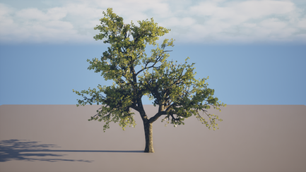 Sycamore tree