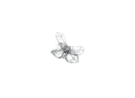 Butterfly in Graphite