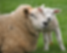 sheep_edited
