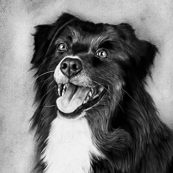 dog portrait pencil