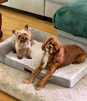 Dogs copy.jpg