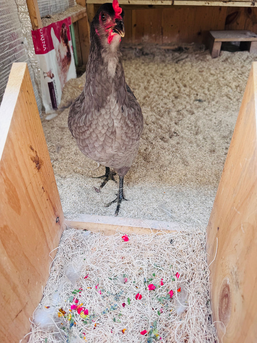 Shadow loving the nesting box herbs