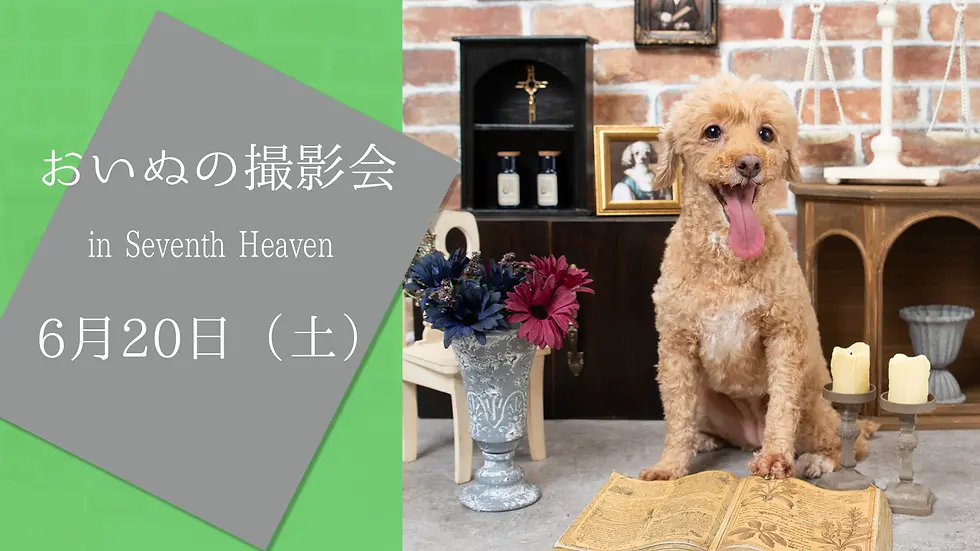 おいぬの撮影会inSeventhHeaven