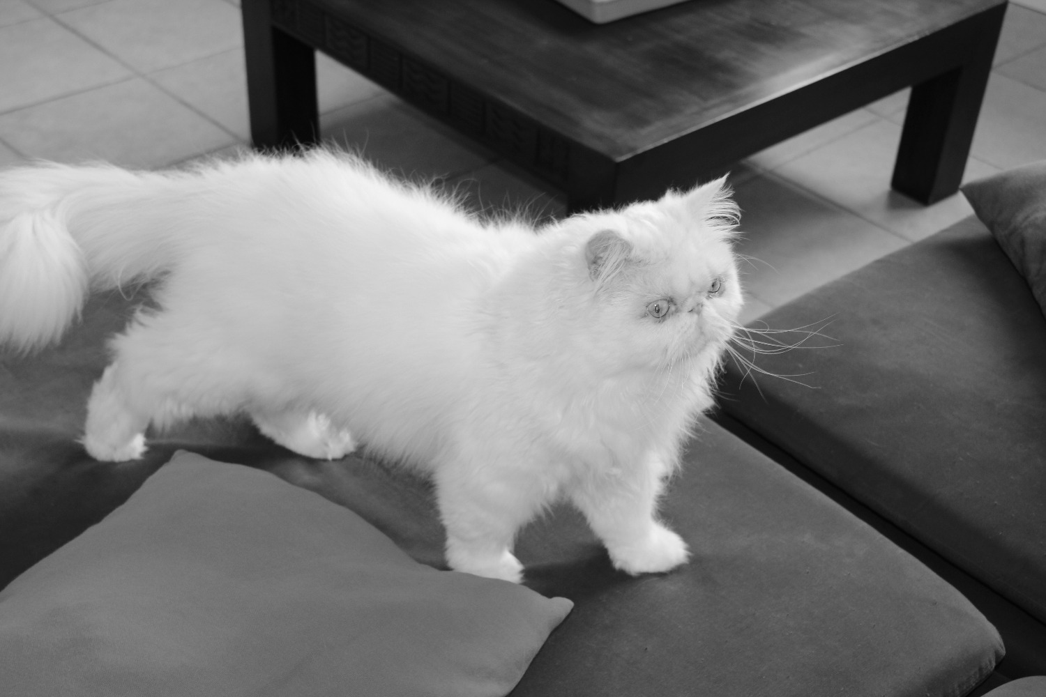 Garderie Pension Pour Chiens Et Chats Le Jardin De Bouddha