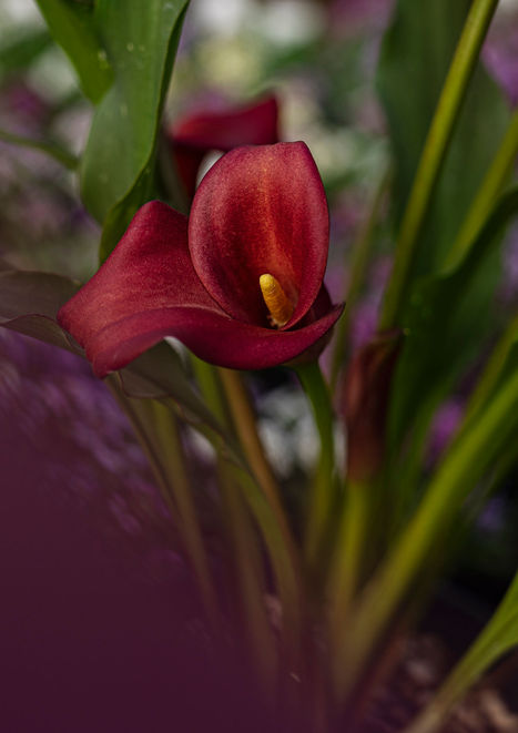 GL_02778.jpg