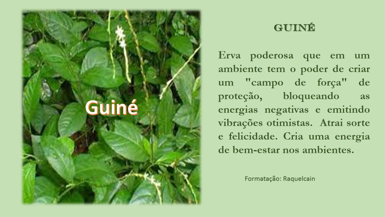 Guiné - O poder das ervas e plantas  Tarot  Tarólogos na 