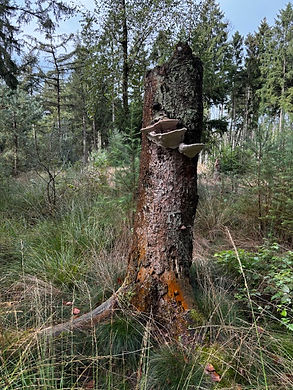 Wat mag er ontstaan en wat mag je loslaten