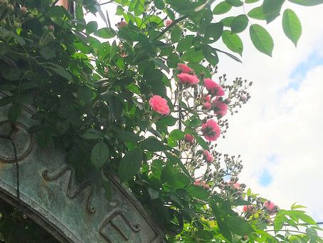 スタジオ前が華やかになりました🌹