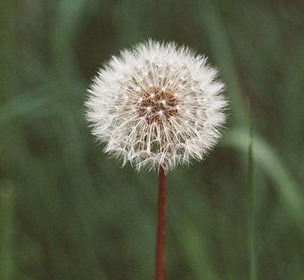 dandelion clock