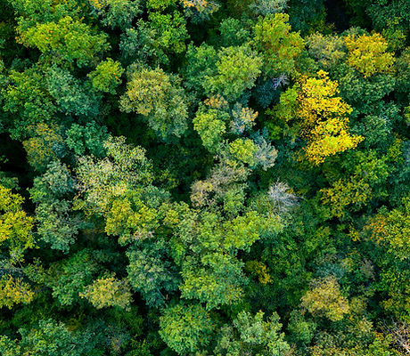 AERIAL FORREST(1).jpg