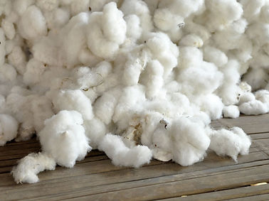 Cotton.jpeg