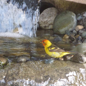 Western Tanager