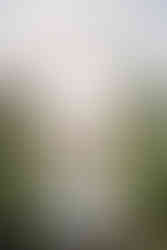 Sposa con damigelle sotto l’arco della cerimonia a Vignamaggio