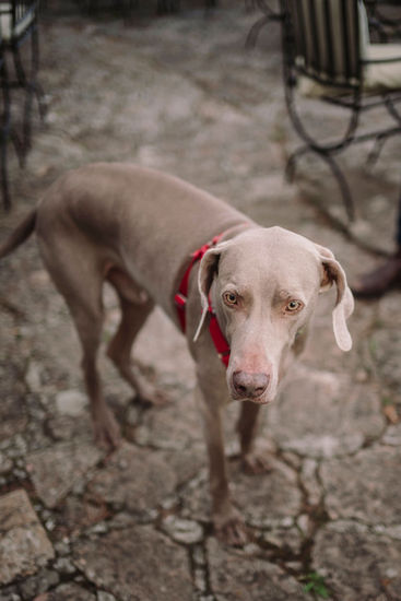 Dog with red collar stands on stone path looking at camera riccardopieri