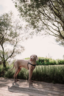 Elegant dog in a garden setting, looking into the distance, trees above.
