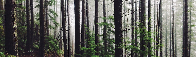 Forest Path