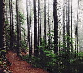 Forest Path