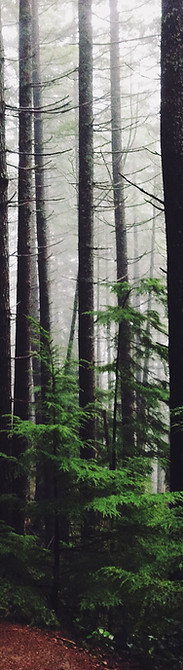 Forest Path
