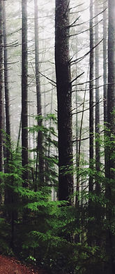 Forest Path