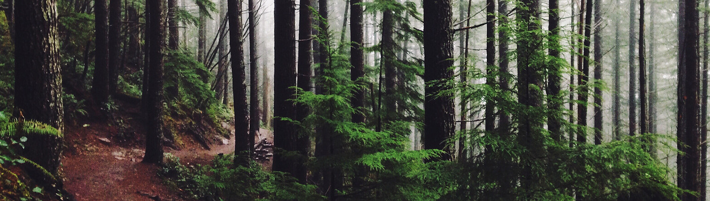 Forest Path